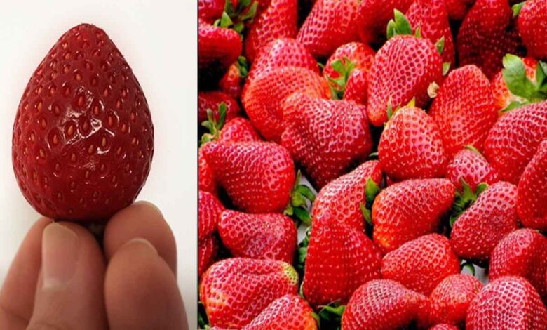 Lifting Ban on Strawberry Exports to Canada