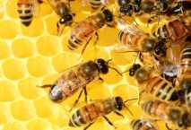 اتحاد النحالين العرب يطالب بالممارسات الجيدة في فن تربية النحل 