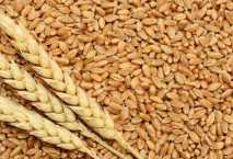 مصر تعتزم استيراد 7 ملايين طن من القمح خلال العام الجارى 