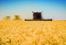 الزراعة: 20 إردبا للفدان متوسط إنتاجية القمح المصري هذا العام 