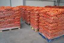 تراجع اسعار البطاطس فى الاسواق مع بدء موسم حصاد العروة الصيفية 