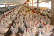 الزراعة : 15 نصيحة لمنتجي الثروة الحيوانية والداجنة لمواجهة الحر 