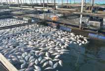 نهر الخير للتنمية تكشف توقيت تشغيل مزارعها السمكية 