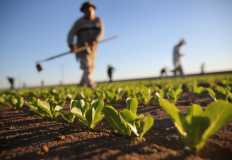المستثمرون يطالبون الدولة بتقديم "حوافز" لزيادة الإنتاج الزراعي