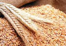 أسعار القمح تسجل انخفاضا بنحو 2500 جنيه في المتوسط