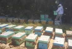 "الزراعة" تلتزم بحل مشكلات منتجي عسل النحل وتوفير التمويل اللازم لتشجيع الشباب علي فتح مشروعاتهم