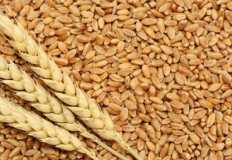 "مطاحن مصر الوسطى" تتوسع في إنشاء "بناكر" القمح في الصعيد