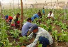 ندوة لتوعية مزارعي المحاصيل الزيتية بأهمية الزراعة التعاقدية واليات تحسين الإنتاجية
