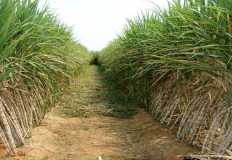 الزراعة تستهدف الوصول بإجمالي زراعات قصب السكر لمليون فدان خلال خمس سنوات