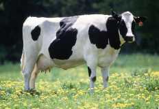 طرح أبقار "الهولشتاين" الألمانية للمزارعين بـ55 ألف جنيه للرأس