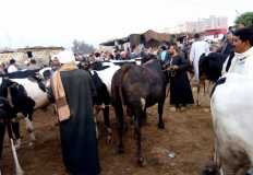 لسد العجز وخفض السعر.. "سايبو تشاد": 5000 راس ماشية مستوردة تدخل مصر قبل العيد