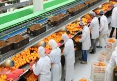 الزراعة: ارتفاع الصادرات الزراعية بنهاية العام الجاري ومفاوضات لفتح أسواق جديدة