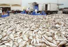 الأولى أفريقياً والسادسة عالمياً.. مصر تحقق الاكتفاء الذاتي من الأسماك بنسبة 85%