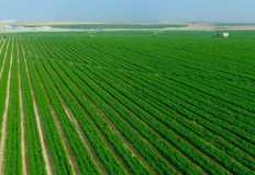 الزراعة تتوقع إضافة 2.2 مليون فدان لرقعة الرزاعية بعد تشغيل مشروع الدلتا الجديدة