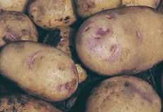 الزراعة: 642 ألف فدان خالية من عفن البطاطس البني