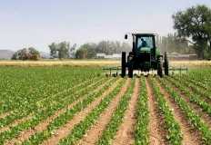 شركة زراعية تستصلح 10 آلاف فدان بالوادي الجديد  لزراعتها بمحاصيل "أورجانيك"