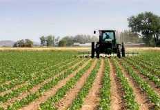 "أجرلاند" تخطط لزراعة ألفي فدان بطاطس للتصدير في الفرافرة