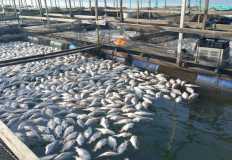 "إيفرجرين": التصدير لأوروبا هدف مشروع مزرعة زنجبار السمكية