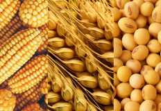 تراجع أسعار الذرة تزامنا مع بدء موسم الحصاد المحلي