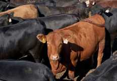 نمو فى أعداد رؤوس الماشية في مصر بنسبة 10%.. وانخفاض في كميات الدواجن والبيض