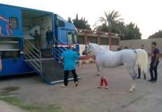مصر تستهدف تصدير 1000 حصان عربي إلى ليبيا خلال 2024