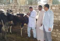 وزير الزراعة يكلف بتنظيم قافلة لعلاج الماشية بقرى كفر الشيخ