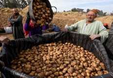 واردات تقاوي البطاطس الأوروبية ترتفع %7  خلال الموسم الحالي