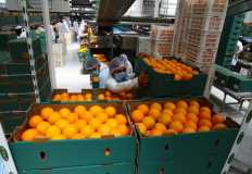 الزراعة الأمريكية تتوقع محافظة البرتقال المصري على الصدارة في الولايات المتحدة