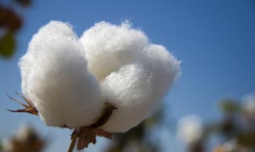 مصادر : المزارعين احجموا عن توريد القطن انتظارًا  لارتفاع الأسعار