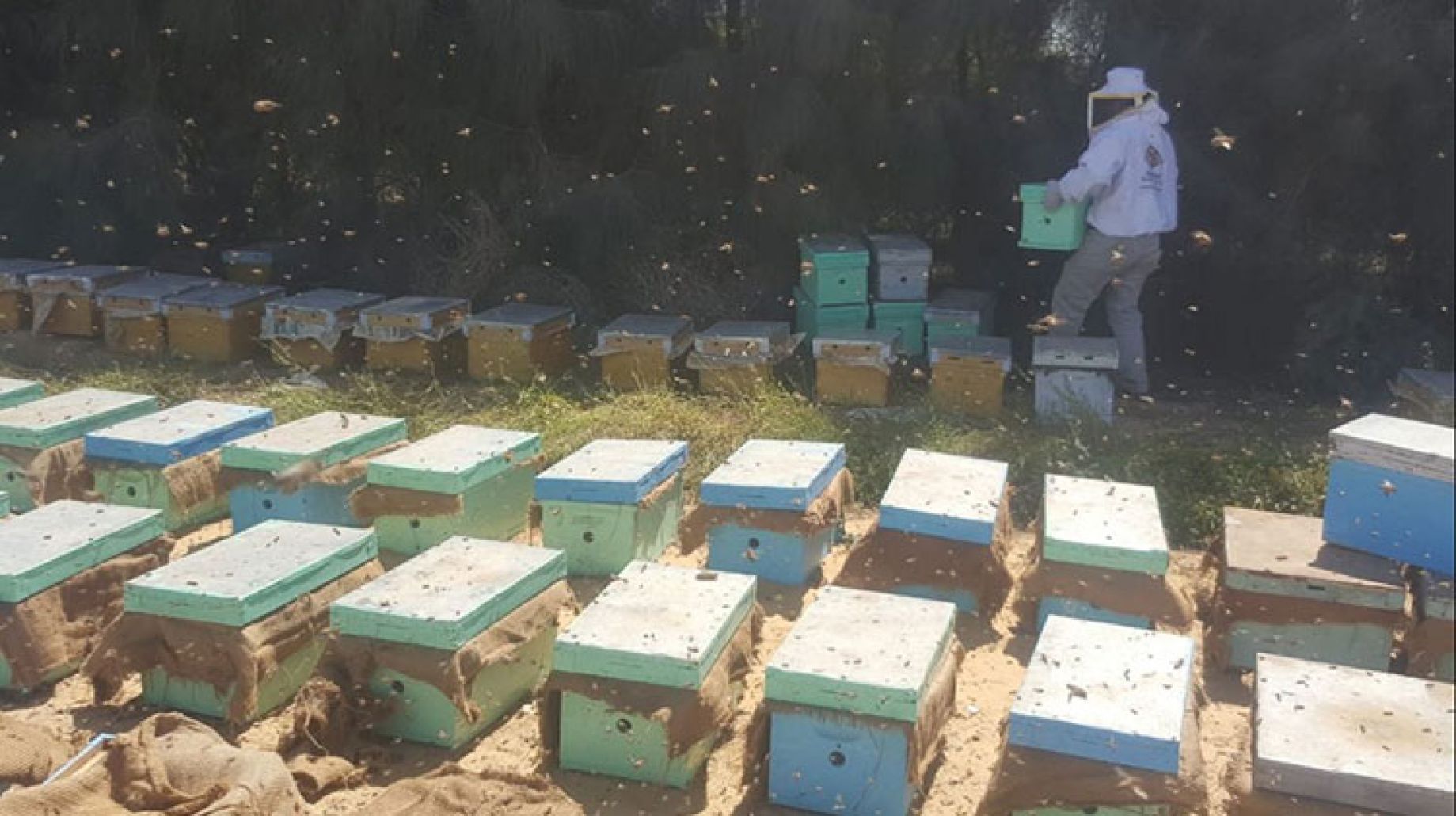 كيف أثرت أزمة أسعار السكر على مناحل العسل ؟ .. مسؤول يجيب