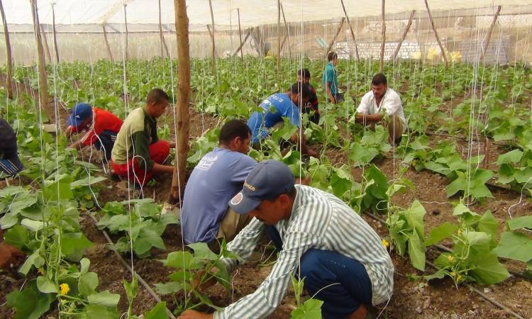 أرباح الدولية للمحاصيل ترتفع 17.8% بالعام المالى 2023-2024