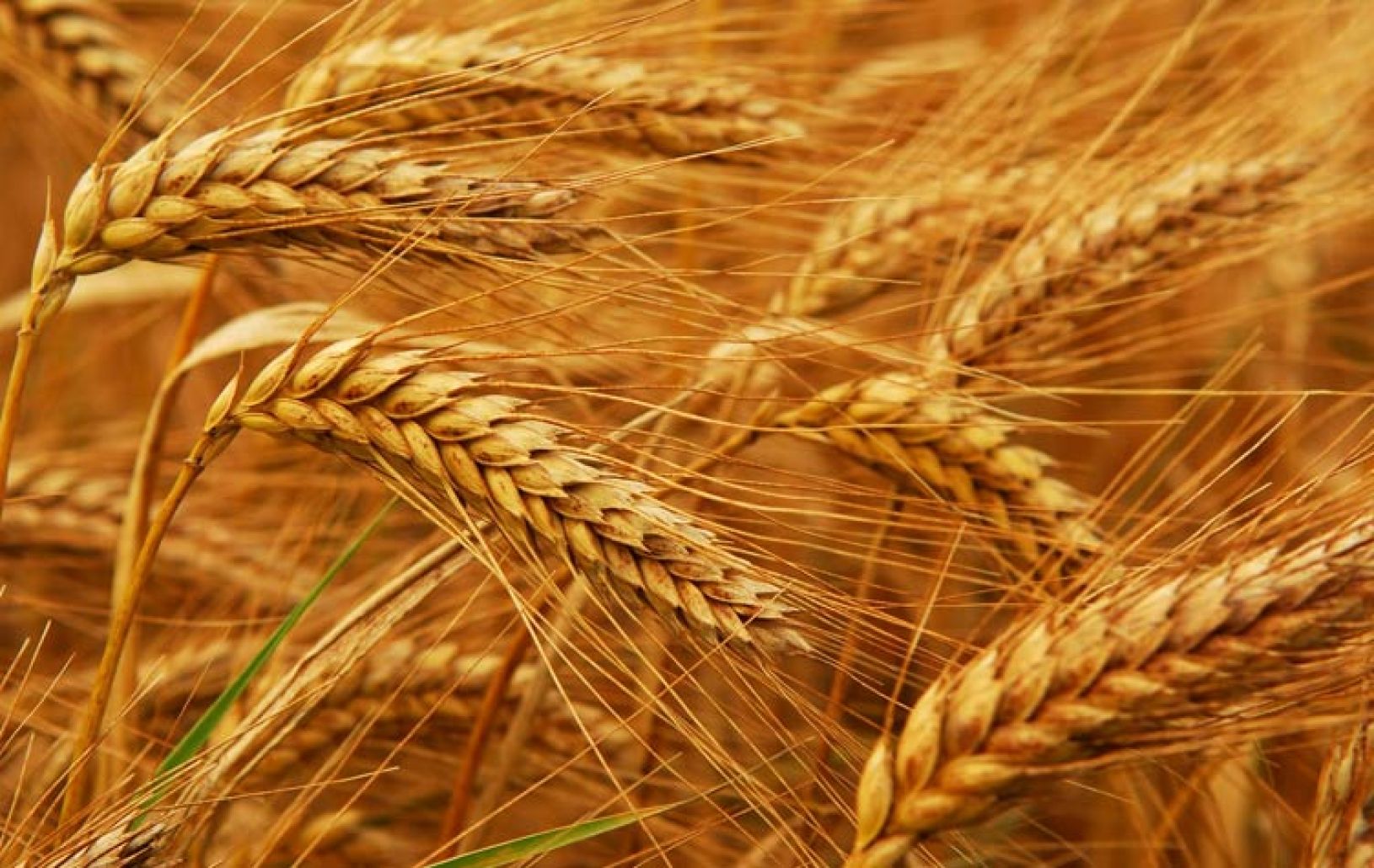 السلع التموينية تطرح مناقصة دولية لشراء كمية غير محددة من القمح