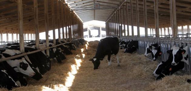 لجنة الزراعة والري بمجلس الشيوخ تصدر 23 توصية لتنمية الثروة الحيوانية