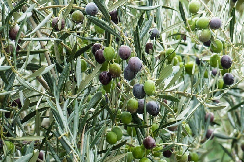 "مجلس الأعمال المشترك": حريصون على جذب الشركات التونسية للاستثمار في زراعة الزيتون والتمور في مصر