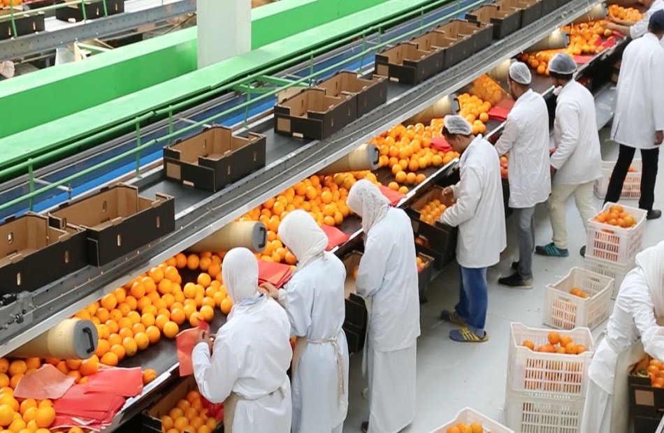 عبدالقادر: الزيادة في صادرات 2024 عكست نجاح السياسيات التسويقية لمصر