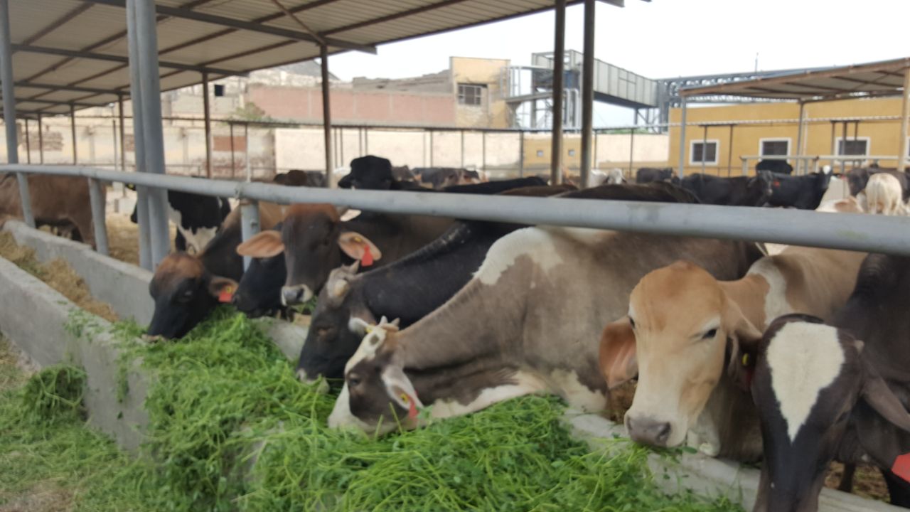 إنشاء محجر بيطري لـ"الوطنية للثروة الحيوانية" بالإسكندرية لاستيراد أبقار ألمانية وهولندية