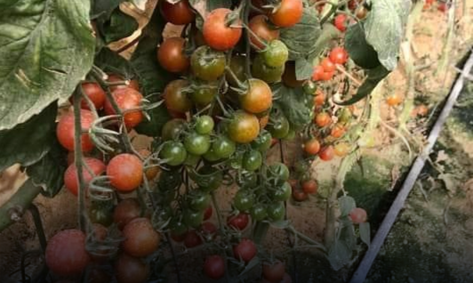 مصادر: انخفاض تعريفة الشحن المثلج يدعم تصدير الفواكه المصرية