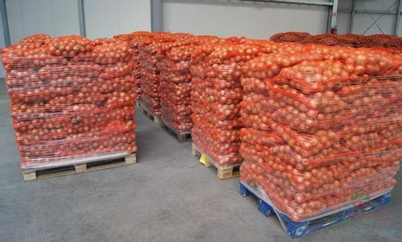 البطاطس والموالح على رأس صادرات مصر الغذائية للخارج في أسبوع