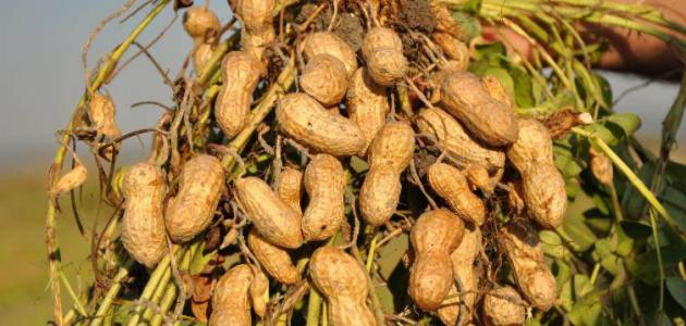 استصلحت ٧ آلاف فدان بالإسماعيلية جود لاند الزراعية تصدر لأوروبا ٣ آلاف طن من الفول السوداني