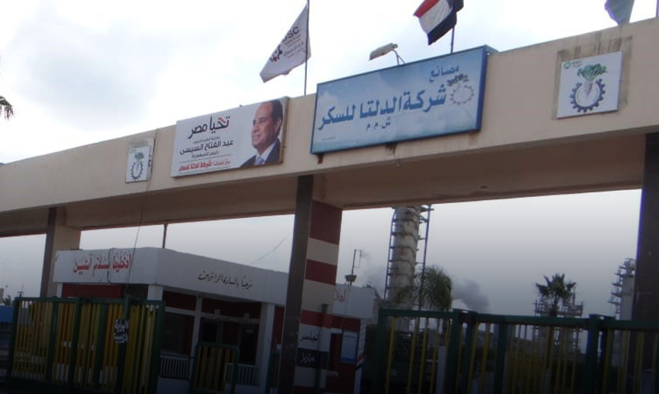 الدلتا للسكر تستهدف إنتاج 300 ألف طن في العام الحالى