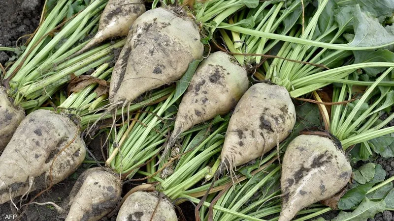 توقعات بانخفاض مساحات بنجر السكر خلال الموسم المقبل بنحو 50 ألف فدان