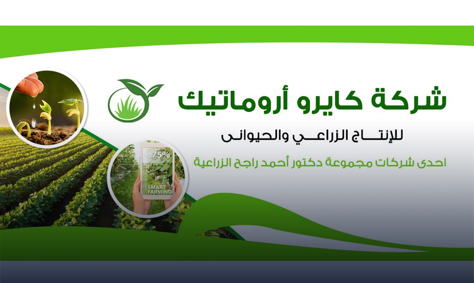 «كايروا أروماتيك» تنتهي من زراعة 650 فدانا في منطقة سهل بركة بالفرافرة