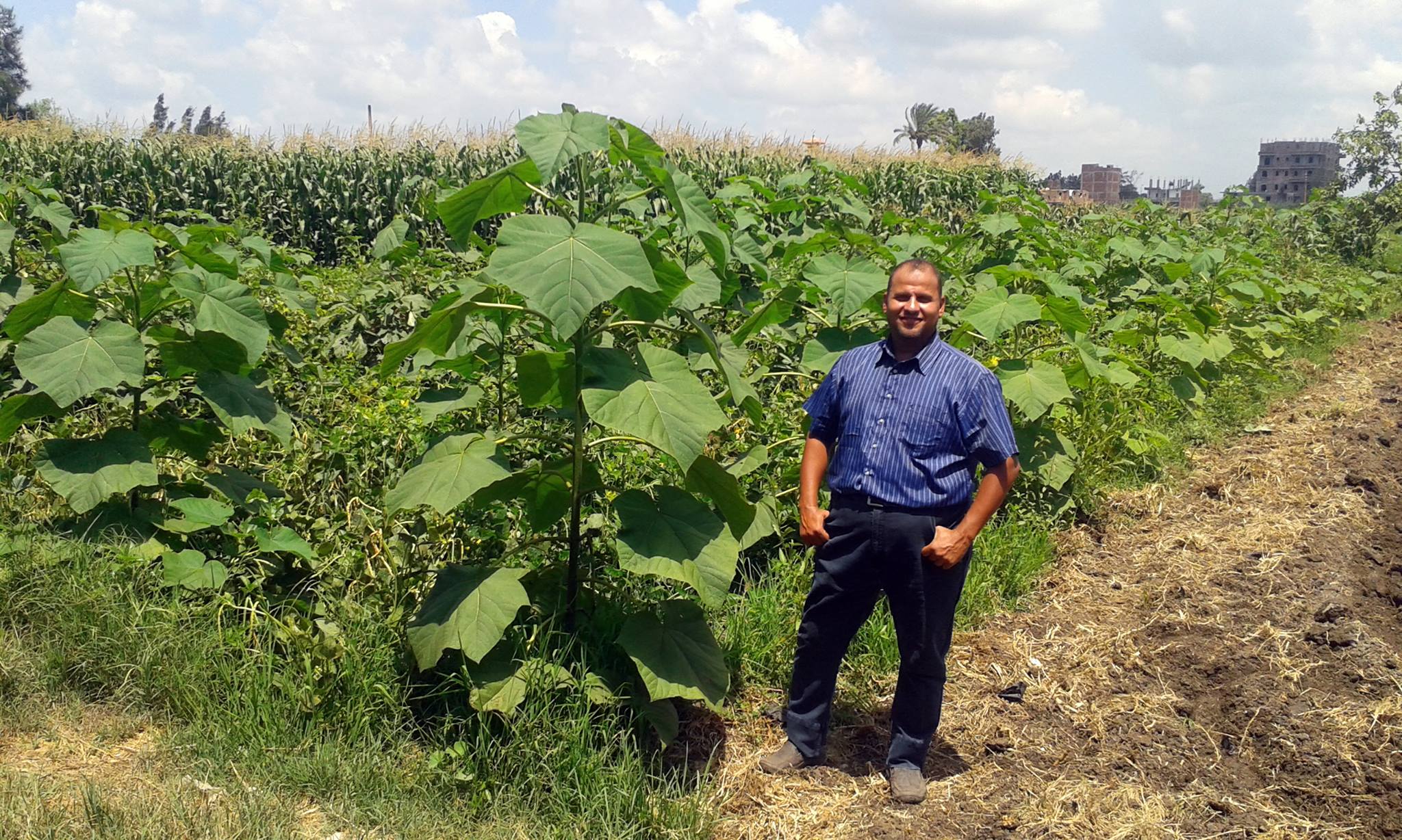 عرابي ايجيبت: الانتهاء من تنفيذ المرحلة الأولى من "غابات الوادي الجديد" نهاية العام