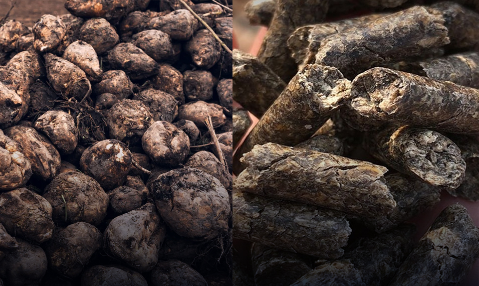 هل يحل تفل البنجر محل الذرة لتقليل تكلفة الأعلاف المستوردة؟