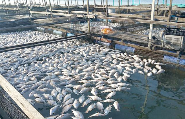 الزراعة تمدد عقود حق الانتفاع لمستأجري المزارع السمكية المنتهية عقودهم