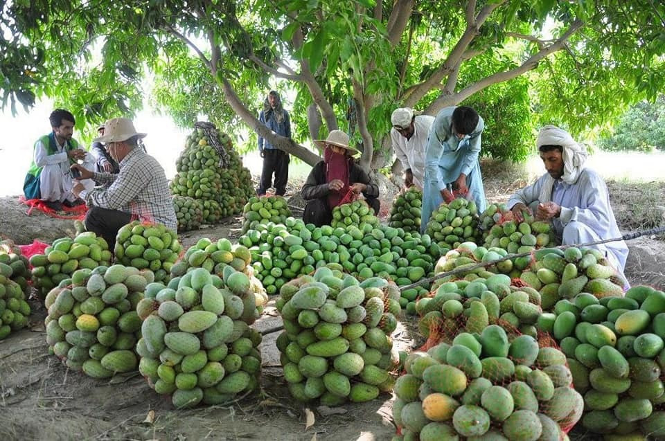 155 ألف طن صادرات غذائية في أسبوع .. والبطاطا والمانجو على رأس القائمة