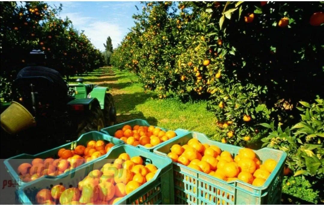 بقيمة 10.5 مليون دولار .. "السعد فروت" تصدر 28 ألف طن من الموالح خلال الموسم الجاري