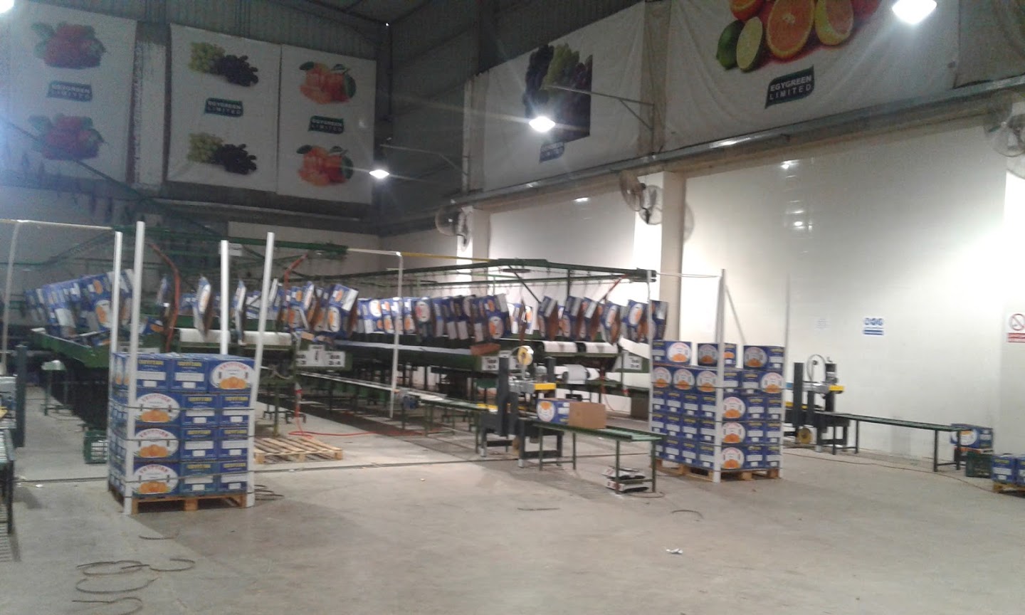 "إيجي جرين" تخطط لزيادة صادراتها إلى آسيا وإفريقيا وأوروبا العام الحالي