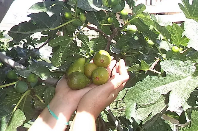 بزيادة سعرية 100% .. انطلاق موسم جني التين بالمحافظات الساحلية