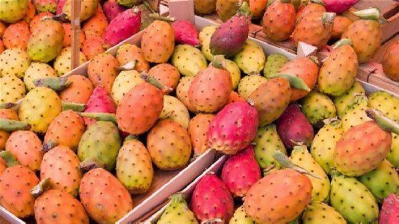 "البيئة" تبدأ عمليات الترويج لمشروع انتاج الزيوت من ثمرة التين الشوكي